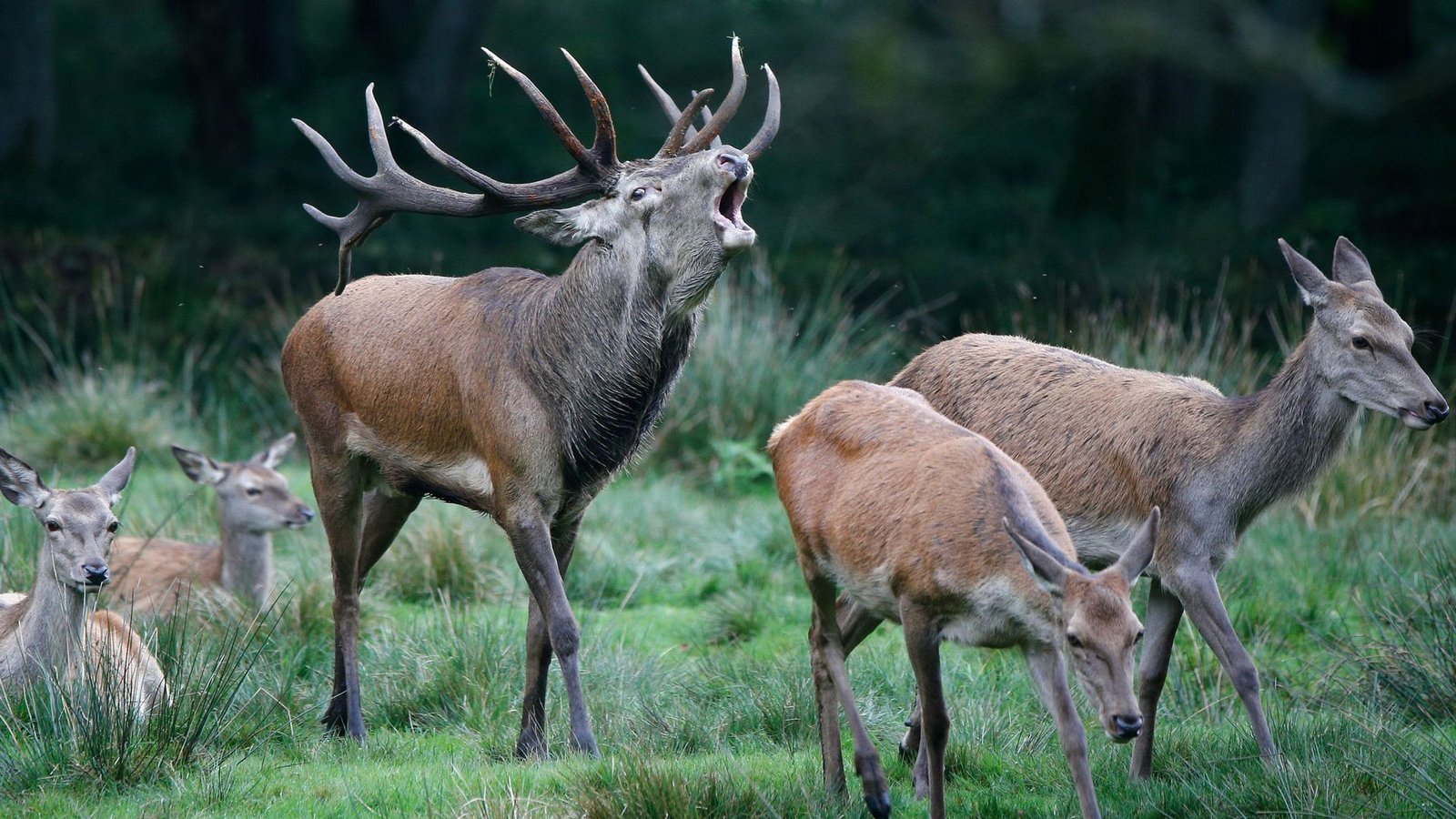 Niemand weiß genau, wie viele Hirsche und Hirschkühe im Südwesten leben.Foto: dpa/Axel Heimken Niemand weiß genau, wie viele Hirsche und Hirschkühe im Südwesten leben.Foto: dpa/Axel Heimken