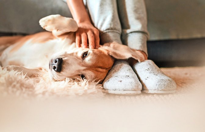 Auch das Halten von Hunden in Mietwohnungen darf nicht generell untersagt werden.<span class='image-autor'>Foto: Adobe Stock/Soloviova Liudmyla</span>