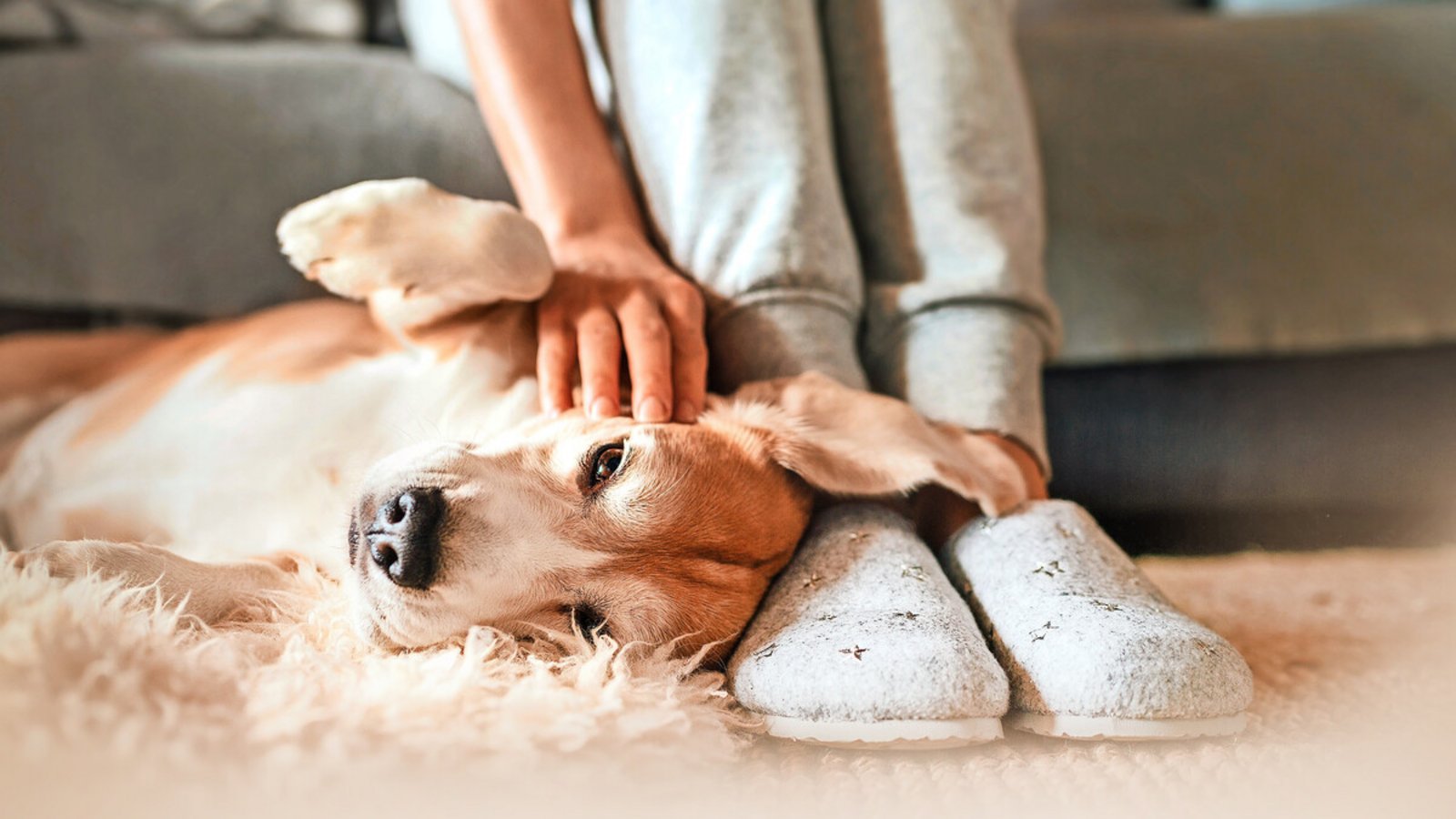 Auch das Halten von Hunden in Mietwohnungen darf nicht generell untersagt werden.Foto: Adobe Stock/Soloviova Liudmyla Auch das Halten von Hunden in Mietwohnungen darf nicht generell untersagt werden.Foto: Adobe Stock/Soloviova Liudmyla