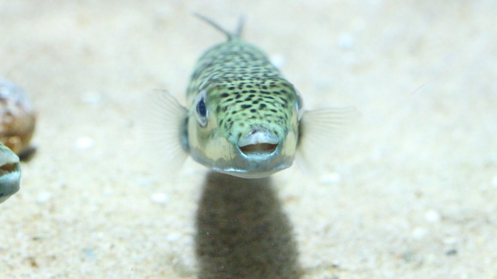Ein Hasenkopf-Kugelfisch (Lagocephalus sceleratus), undatierte AufnahmeFoto: -/Gerasimos Kondylatos/dpa Ein Hasenkopf-Kugelfisch (Lagocephalus sceleratus), undatierte AufnahmeFoto: -/Gerasimos Kondylatos/dpa