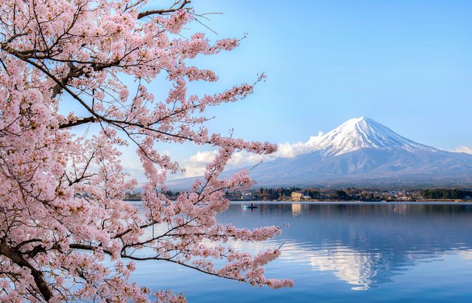 So sehen Sieger aus: der Fuji in Japan während der Kirschblüte.<span class='image-autor'>Foto: Getty Images/iStockphoto/Phattana</span>