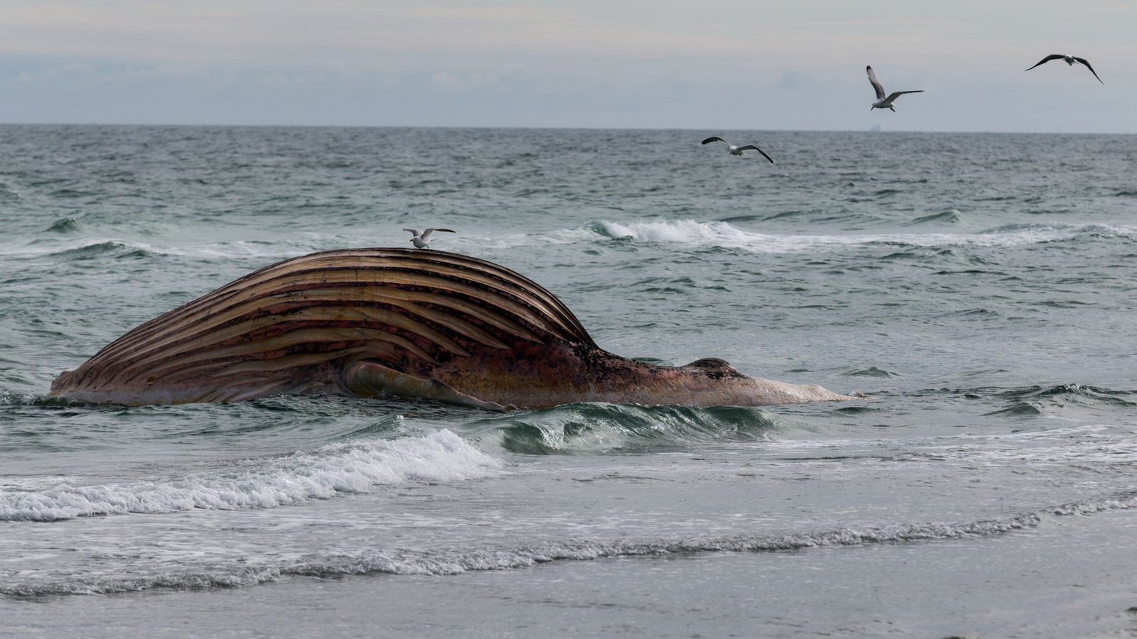 Seit Wochen liegt der Wal-Kadaver vor Anholt. Ein Transportversuch scheiterte.Foto: Marcus Golejewski/dpa Seit Wochen liegt der Wal-Kadaver vor Anholt. Ein Transportversuch scheiterte.Foto: Marcus Golejewski/dpa
