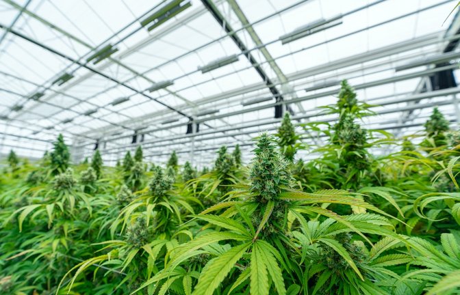 Bald könnte Gras in Deutschland legal sein.<span class='image-autor'>Foto: scottshoots / shutterstock.com</span>