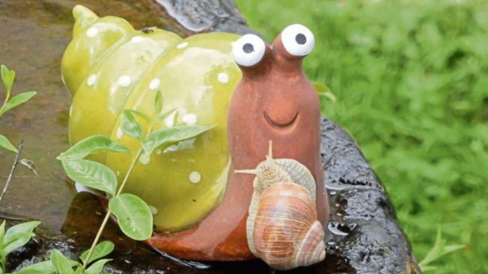 Das nennt man wohl innige Schneckenliebe: Annäherungsversuche im Garten in Vaihingen – festgehalten von Albert Arning. Das nennt man wohl innige Schneckenliebe: Annäherungsversuche im Garten in Vaihingen – festgehalten von Albert Arning.