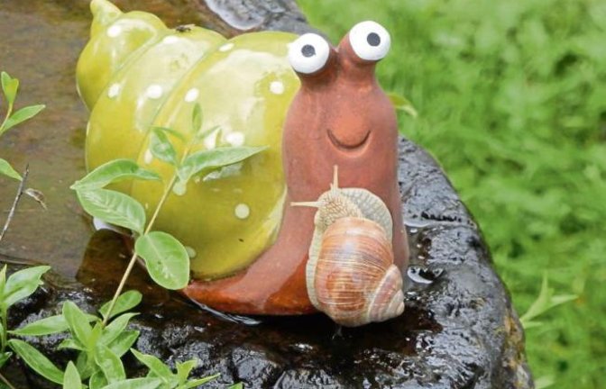 Das nennt man wohl innige Schneckenliebe: Annäherungsversuche im Garten in Vaihingen – festgehalten von Albert Arning.