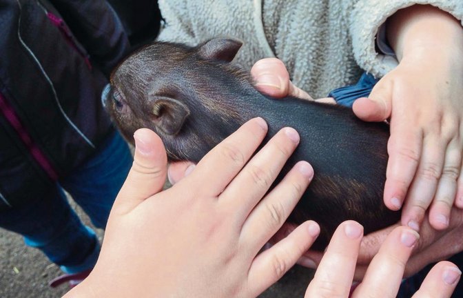Die Minischwein-Ferkel im Spielberger Streichelzoo waren bei den Kindern besonders beliebt. Foto: p