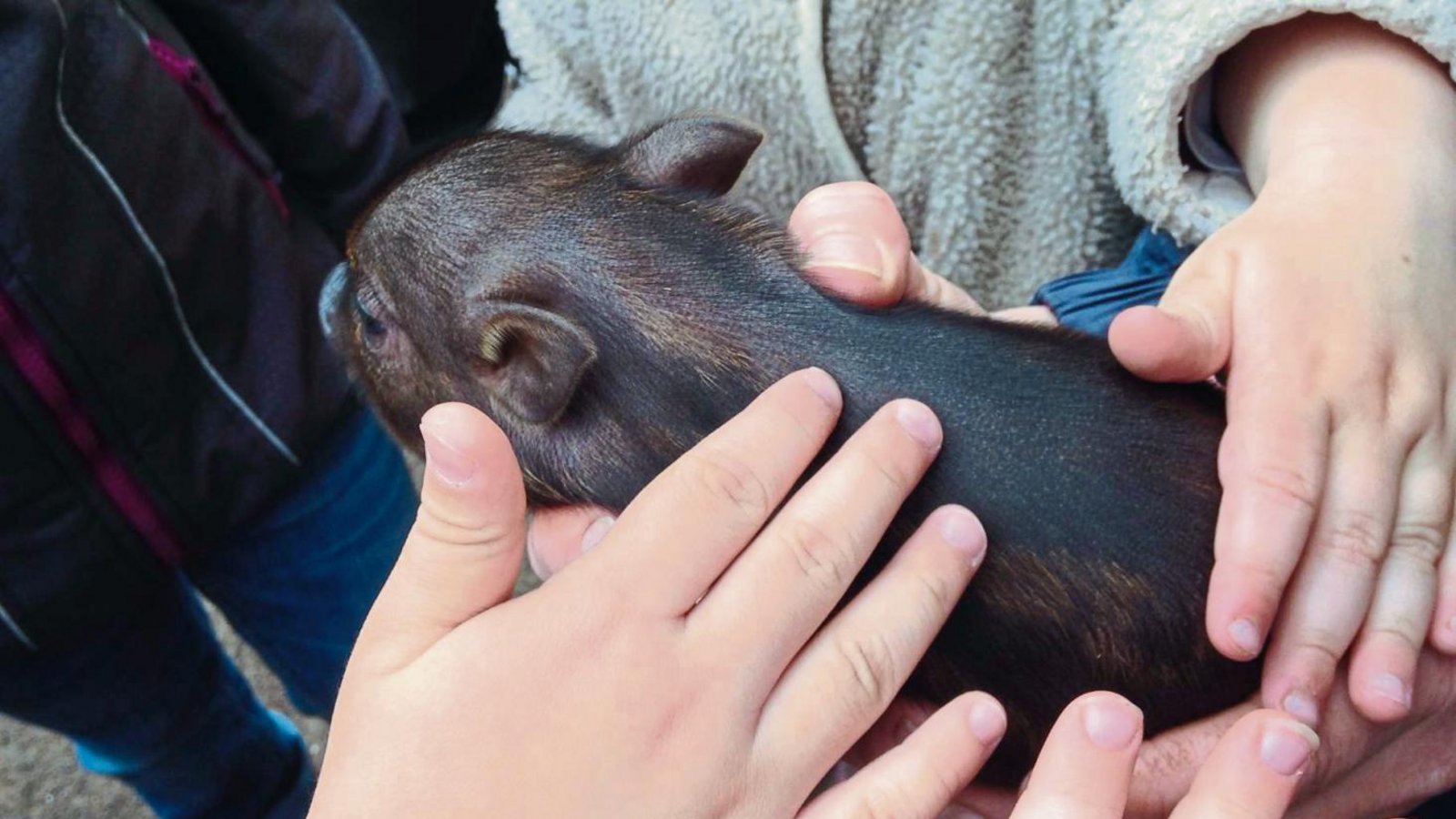 Die Minischwein-Ferkel im Spielberger Streichelzoo waren bei den Kindern besonders beliebt. Foto: p Die Minischwein-Ferkel im Spielberger Streichelzoo waren bei den Kindern besonders beliebt. Foto: p