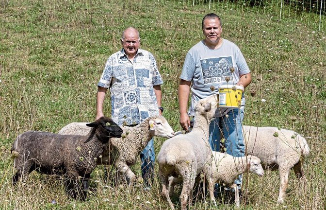 Martin Stange und und Sohn Stephan mit den restlichen fünf Schafen.  Foto: Pangerl