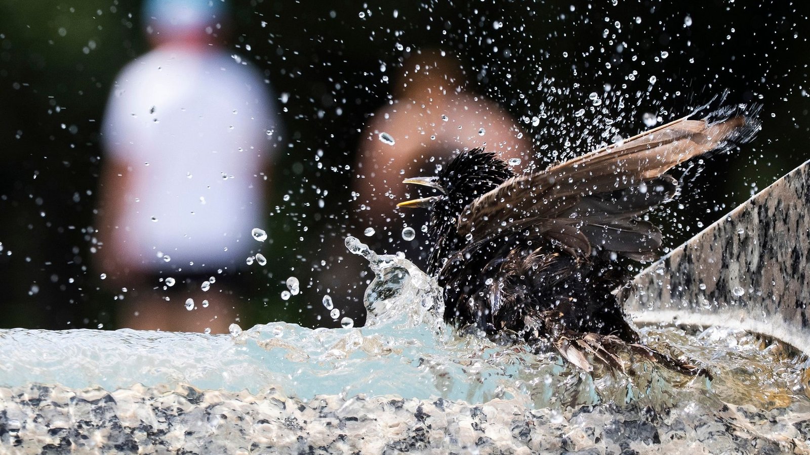Ein Star taucht in einen Springbrunnen am Denkmal für den Zweiten Weltkrieg auf der National Mall in Washington ein.Foto: Manuel Balce Ceneta/AP/dpa Ein Star taucht in einen Springbrunnen am Denkmal für den Zweiten Weltkrieg auf der National Mall in Washington ein.Foto: Manuel Balce Ceneta/AP/dpa