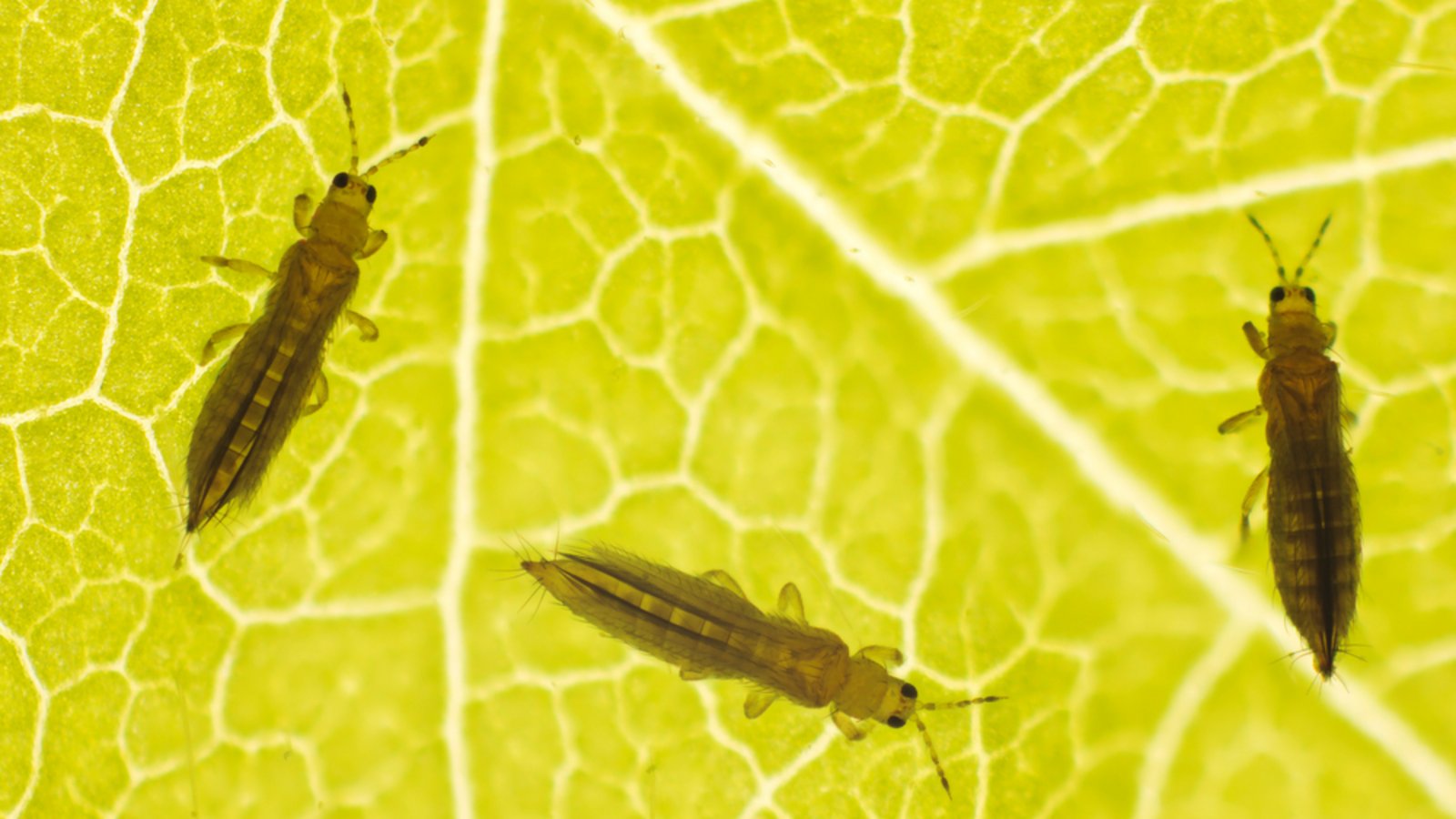 Thripse auf einem Blatt.Foto: Tomasz Klejdysz / shutterstock.com Thripse auf einem Blatt.Foto: Tomasz Klejdysz / shutterstock.com