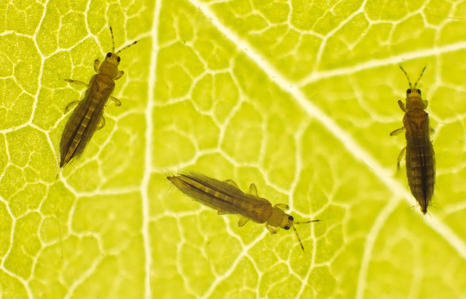 Thripse auf einem Blatt.<span class='image-autor'>Foto: Tomasz Klejdysz / shutterstock.com</span>