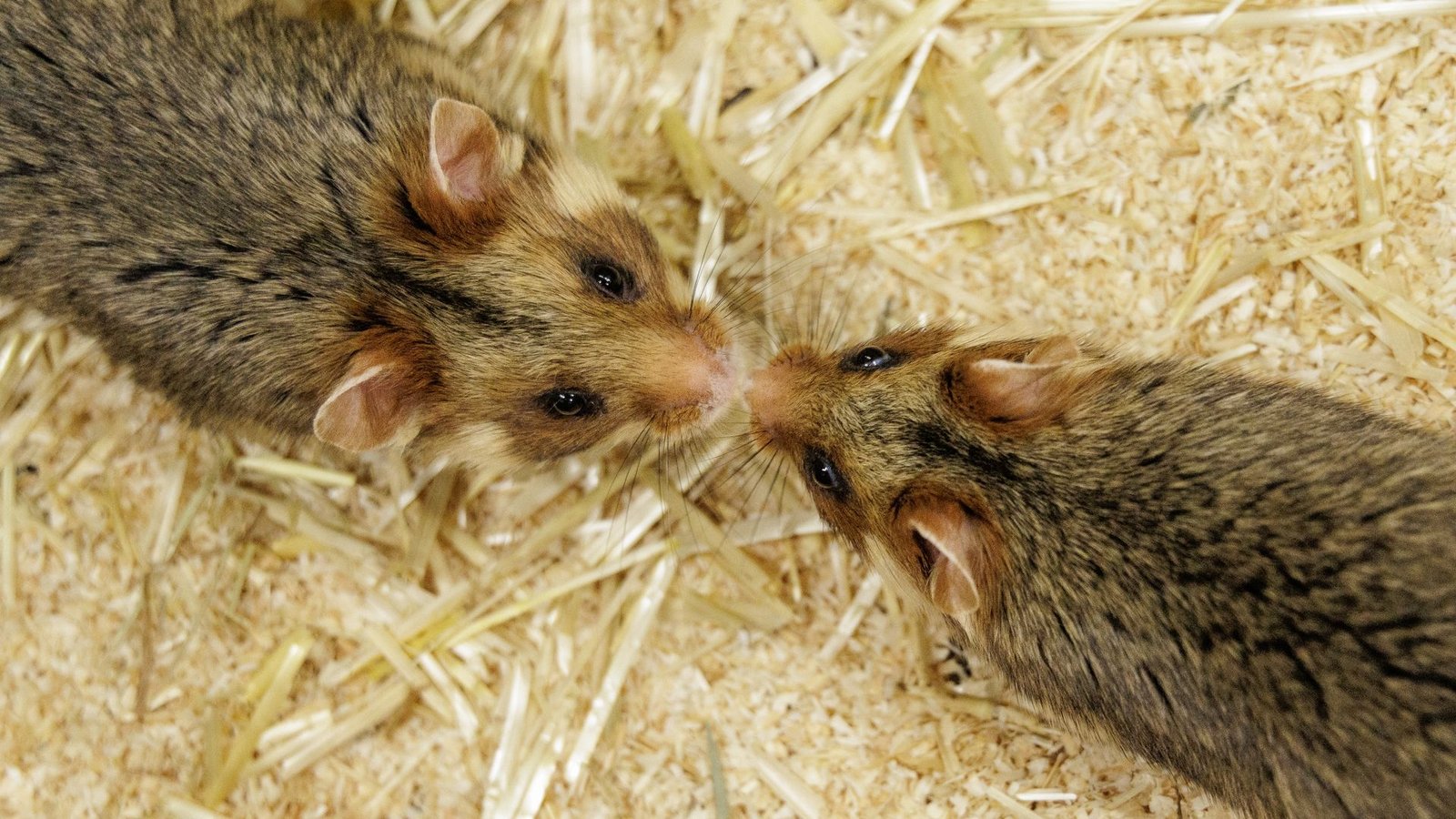 Ein Weibchen und ein Männchen kommen sich im NRW-Artenschutzzentrum näher, in dem Feldhamstern nachgezüchtet werden.Foto: David Ebener/dpa