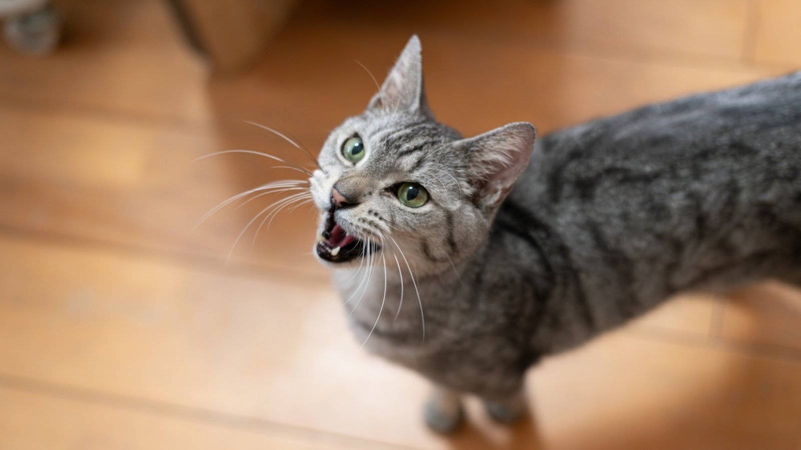 Warum maunzen manche Katzen vor dem Gang zum Katzenklo?Foto: rai106/ Shutterstock Warum maunzen manche Katzen vor dem Gang zum Katzenklo?Foto: rai106/ Shutterstock