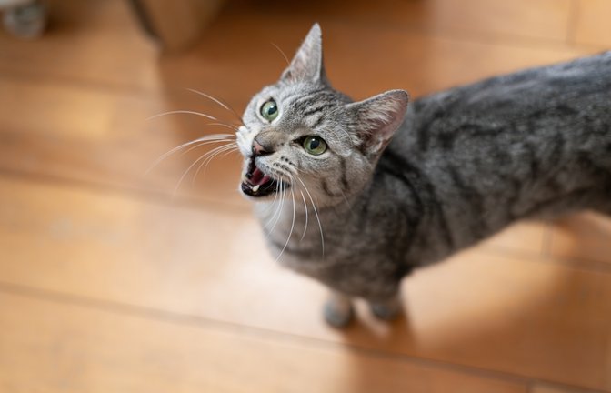 Warum maunzen manche Katzen vor dem Gang zum Katzenklo?<span class='image-autor'>Foto: rai106/ Shutterstock</span>