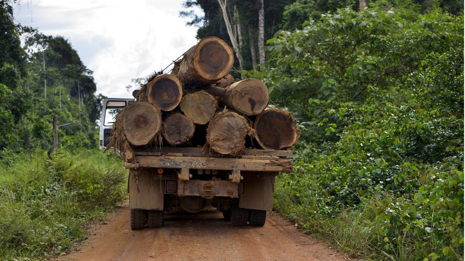 LKW beladen mit dicken Stämmen aus illegalen Holzeinschlägen im brasilianischen Amazonasgebiet (Archivfoto).Foto: mago/Imagebroker LKW beladen mit dicken Stämmen aus illegalen Holzeinschlägen im brasilianischen Amazonasgebiet (Archivfoto).Foto: mago/Imagebroker