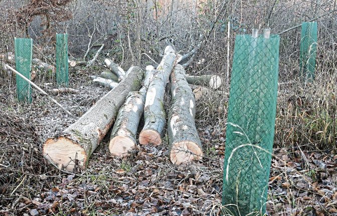 So soll es bei der nachhaltigen Waldbewirtschaftung sein: Neben frisch gefällten Stämmen wachsen schon wieder junge Bäumchen heran. Nur die Wuchshüllen sollen in Eberdingen künftig besser umweltverträglich sein. Foto: Küppers