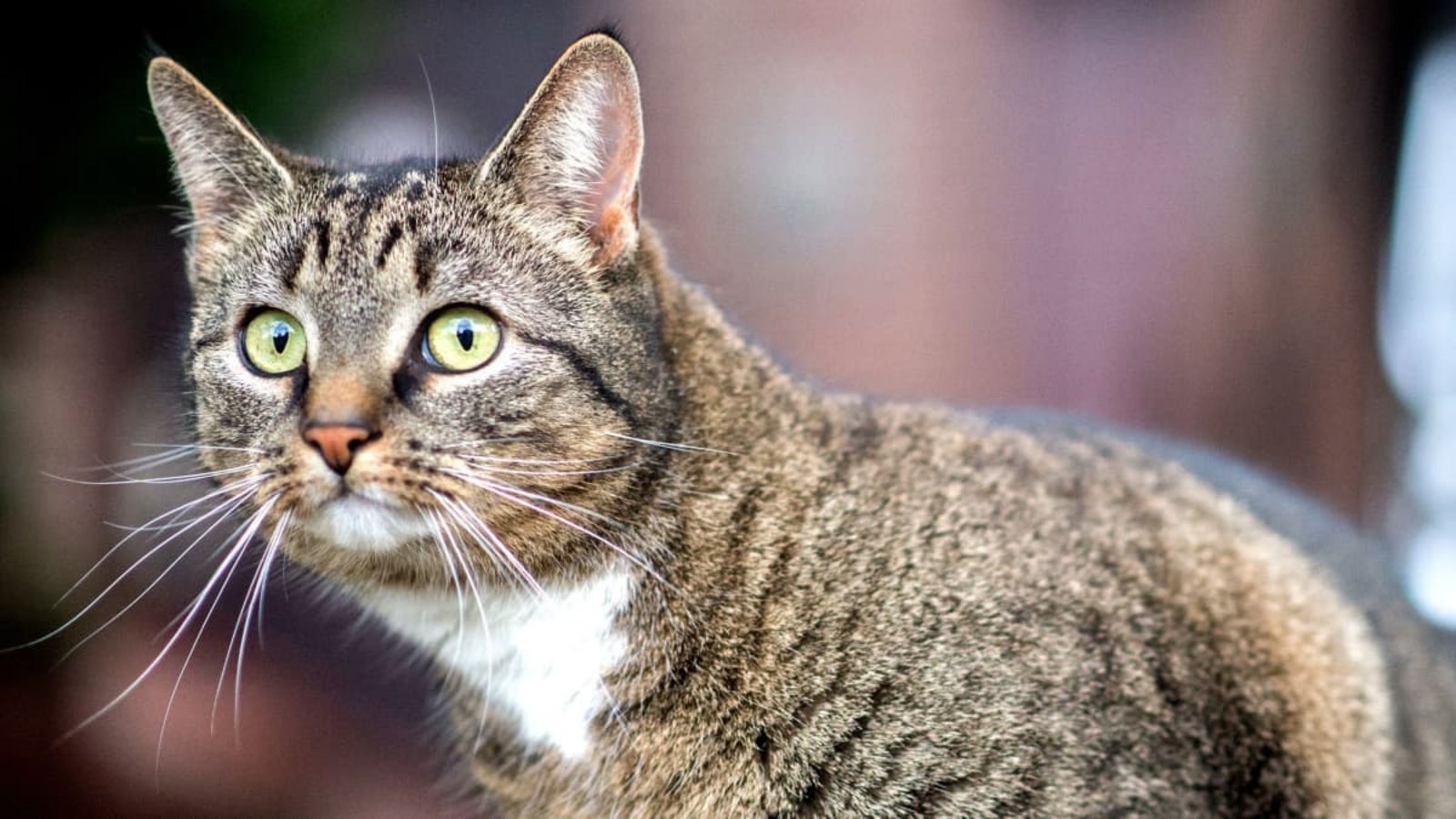 Der Autofahrerin zufolge sprang die Katze während der Fahrt aus ihrem Korb. (Symbolbild)Hauke-Christian Dittrich/dpa Der Autofahrerin zufolge sprang die Katze während der Fahrt aus ihrem Korb. (Symbolbild)Hauke-Christian Dittrich/dpa