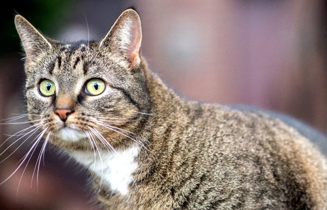 Der Autofahrerin zufolge sprang die Katze während der Fahrt aus ihrem Korb. (Symbolbild)<span class='image-autor'>Hauke-Christian Dittrich/dpa</span>