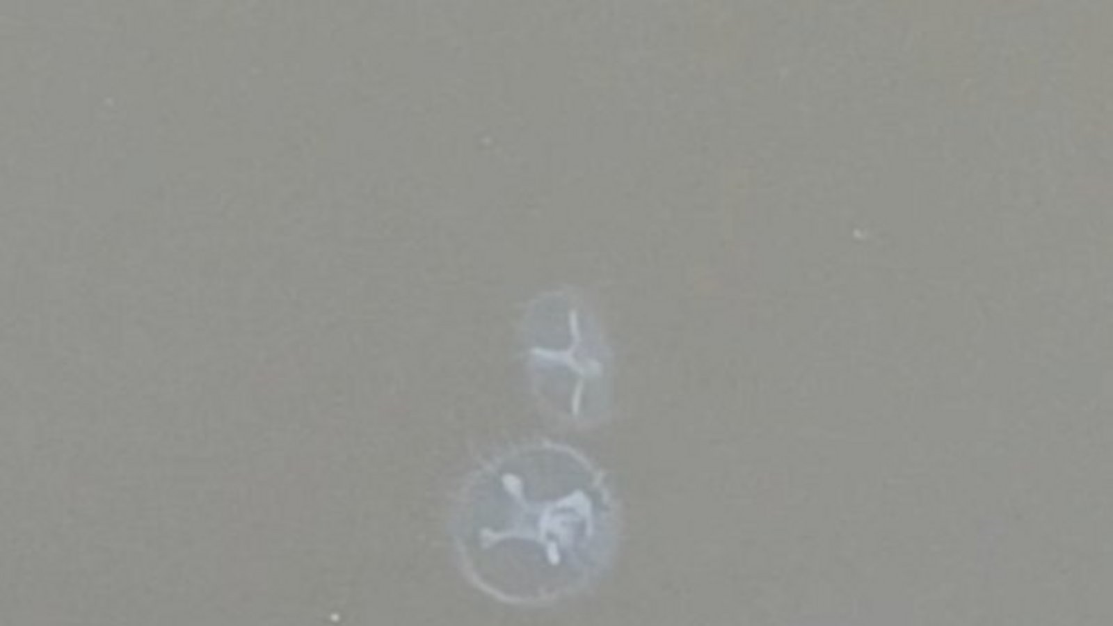 Die Quallen im Tiefen See in Maulbronn.