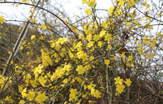 Der Winter-Jasmin an der Stadtmauer in Vaihingen. Foto: Elsässer
