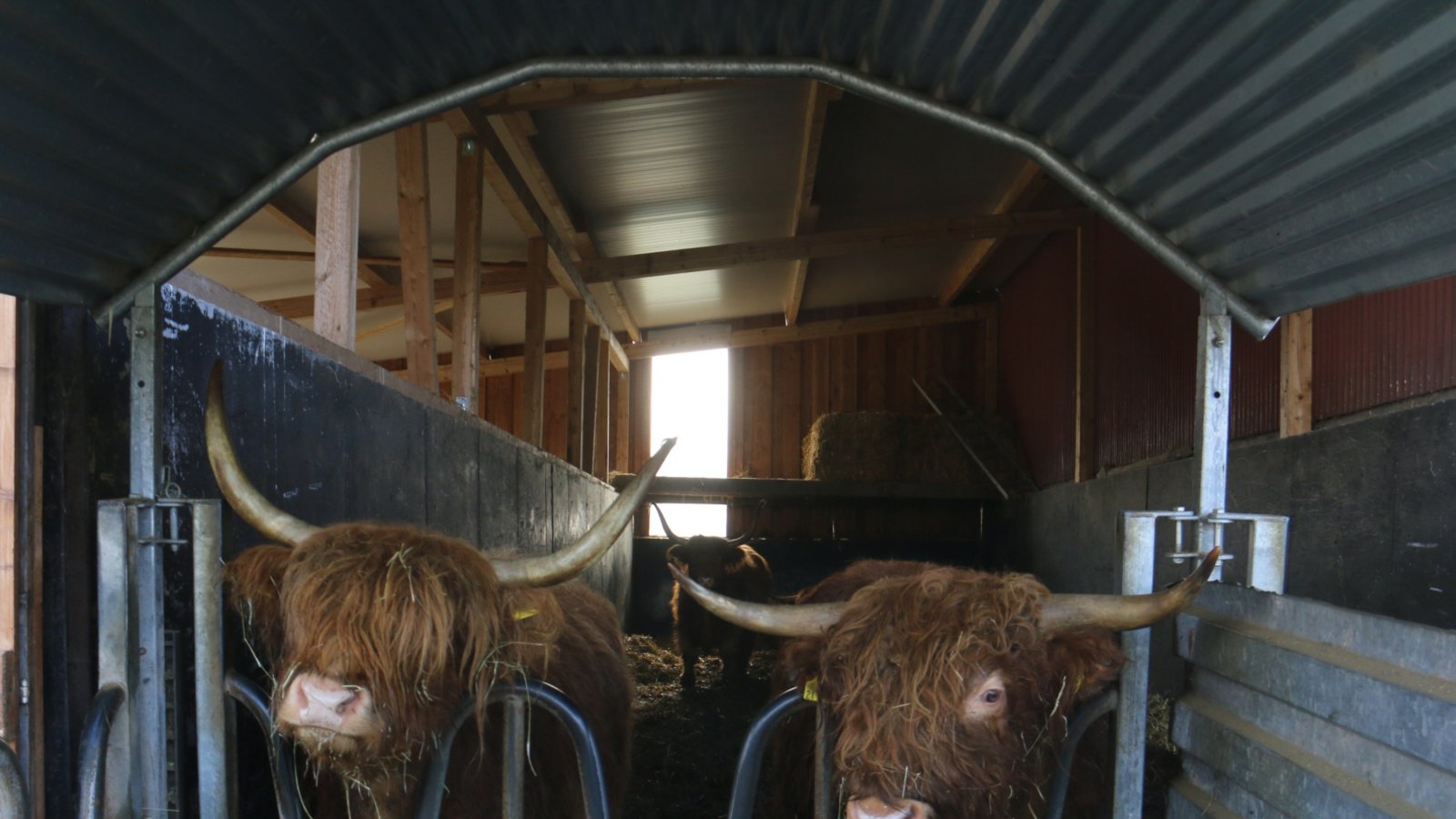 Diese zwei Horrheimer schottischer Abstammung, die es sich bei Schmalzrieds auf dem Hof schmecken lassen, haben die Haare und Hörner ziemlich schön.  Foto: Rücker