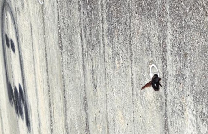 Diese Holzbiene in der Vaihinger Kehlstraße ließ sich am Montag von Sturmtief Sabine nicht sonderlich beeindrucken.  Foto: Rücker