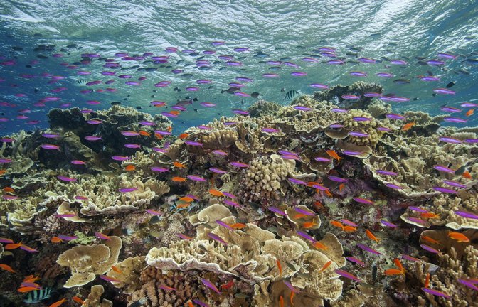 Auf diesem von der Great Barrier Reef Marine Park Authority zur Verfügung gestellten Foto schwimmen kleine Fische in den Gewässern des Ribbon Reef 10 in der Nähe von Cairns in  Australien.<span class='image-autor'>Foto: J. Sumerling/Great Barrier Reef Marine Park Authority/AP/dpa</span>