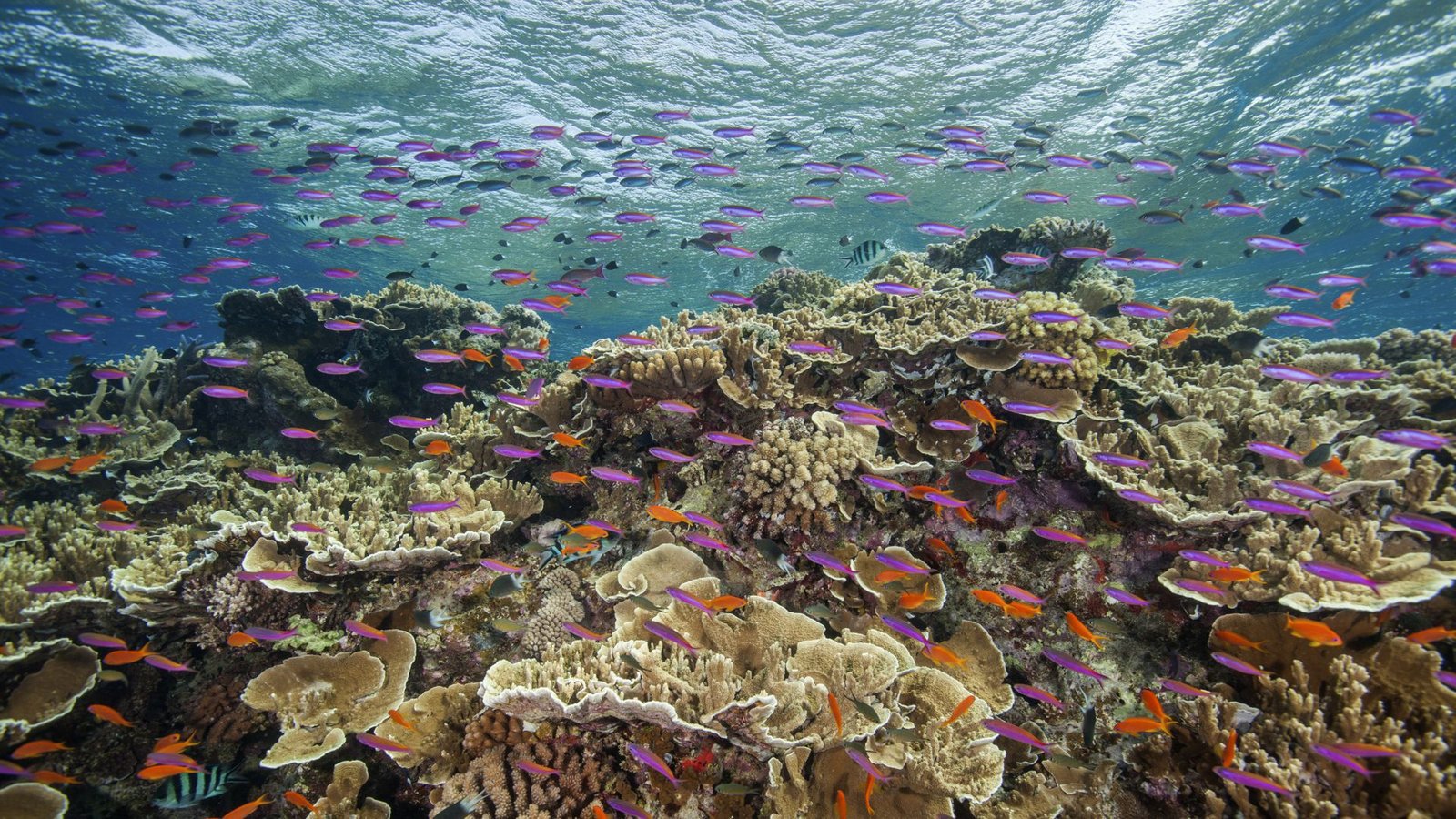 Auf diesem von der Great Barrier Reef Marine Park Authority zur Verfügung gestellten Foto schwimmen kleine Fische in den Gewässern des Ribbon Reef 10 in der Nähe von Cairns in Australien.Foto: J. Sumerling/Great Barrier Reef Marine Park Authority/AP/dpa Auf diesem von der Great Barrier Reef Marine Park Authority zur Verfügung gestellten Foto schwimmen kleine Fische in den Gewässern des Ribbon Reef 10 in der Nähe von Cairns in Australien.Foto: J. Sumerling/Great Barrier Reef Marine Park Authority/AP/dpa