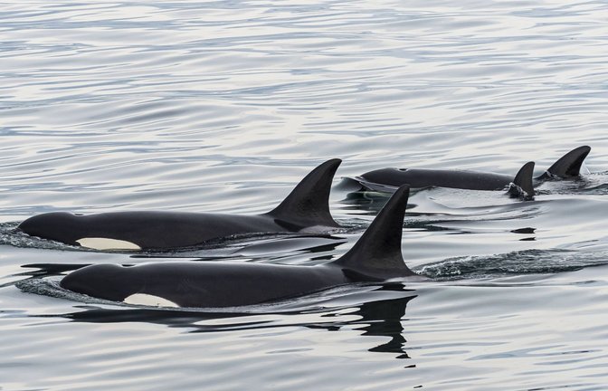 Mehr als zwei sind eine Gruppe: Orcas auf gemeinsamer Nahrungssuche<span class='image-autor'>Foto: /Michael Runkel via www.imago-images.de</span>