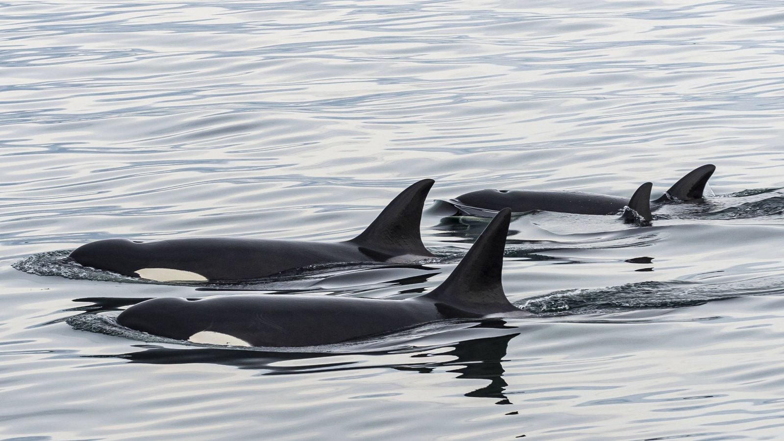 Mehr als zwei sind eine Gruppe: Orcas auf gemeinsamer NahrungssucheFoto: /Michael Runkel via www.imago-images.de