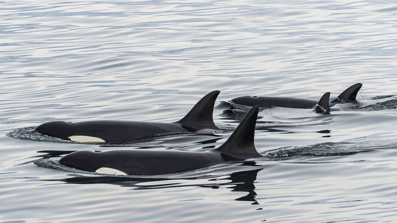Mehr als zwei sind eine Gruppe: Orcas auf gemeinsamer NahrungssucheFoto: /Michael Runkel via www.imago-images.de Mehr als zwei sind eine Gruppe: Orcas auf gemeinsamer NahrungssucheFoto: /Michael Runkel via www.imago-images.de