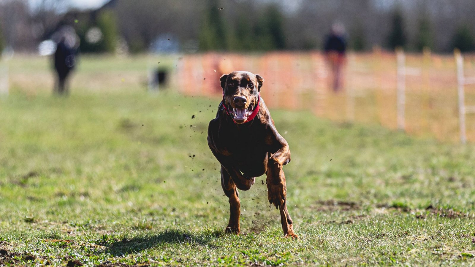 Ein Dobermann riss das Mädchen zu Boden (Symbolbild).Foto: IMAGO/Aleksandr Tarlõkov Ein Dobermann riss das Mädchen zu Boden (Symbolbild).Foto: IMAGO/Aleksandr Tarlõkov