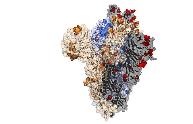 Foto: Centre for Virus Research at the University of Glasgow