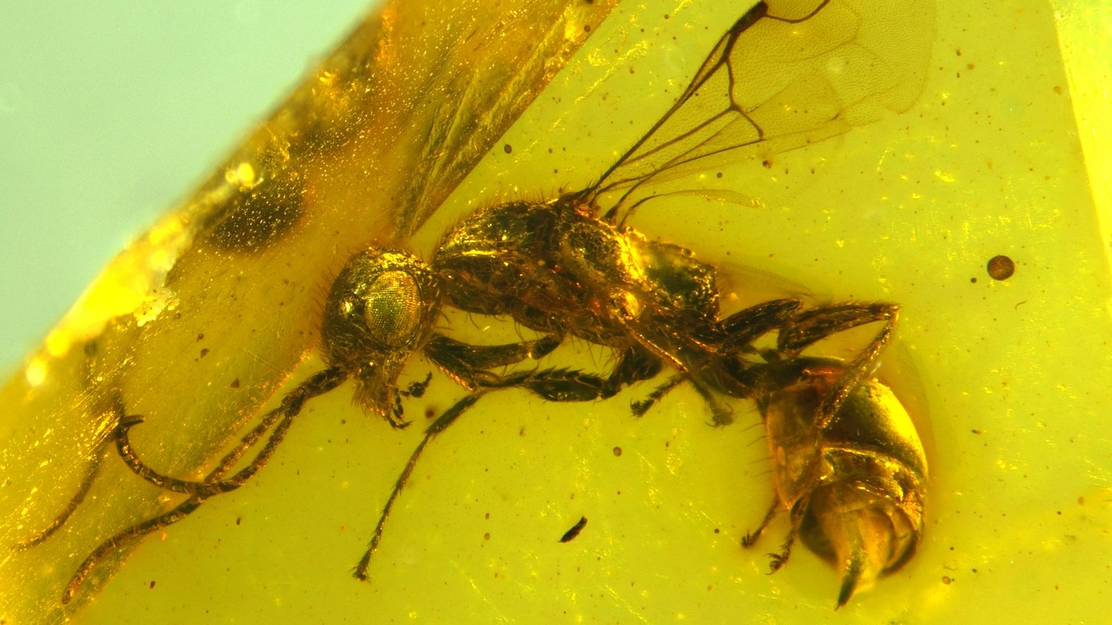 Insektenforscher haben eine bislang unbekannte Wespenart in einem 100 Millionen Jahre altem Bernstein entdeckt.Foto: Brazidec et al. 2024 Insects, 15/Übersee-Museum/dpa