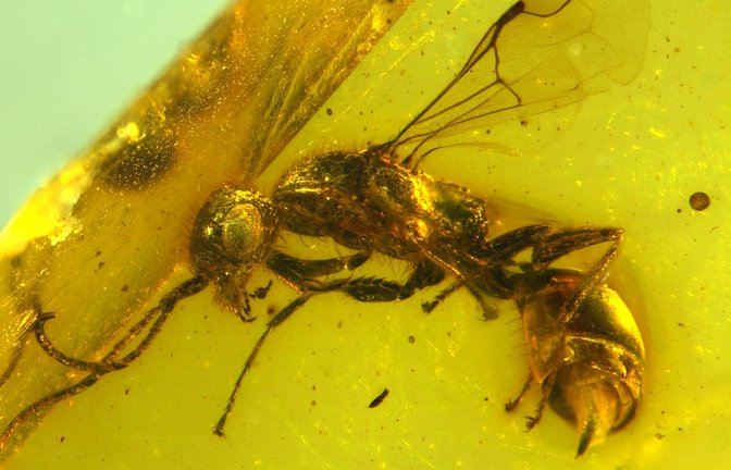 Insektenforscher haben eine bislang unbekannte Wespenart in einem 100 Millionen Jahre altem Bernstein entdeckt.<span class='image-autor'>Foto: Brazidec et al. 2024 Insects, 15/Übersee-Museum/dpa</span>