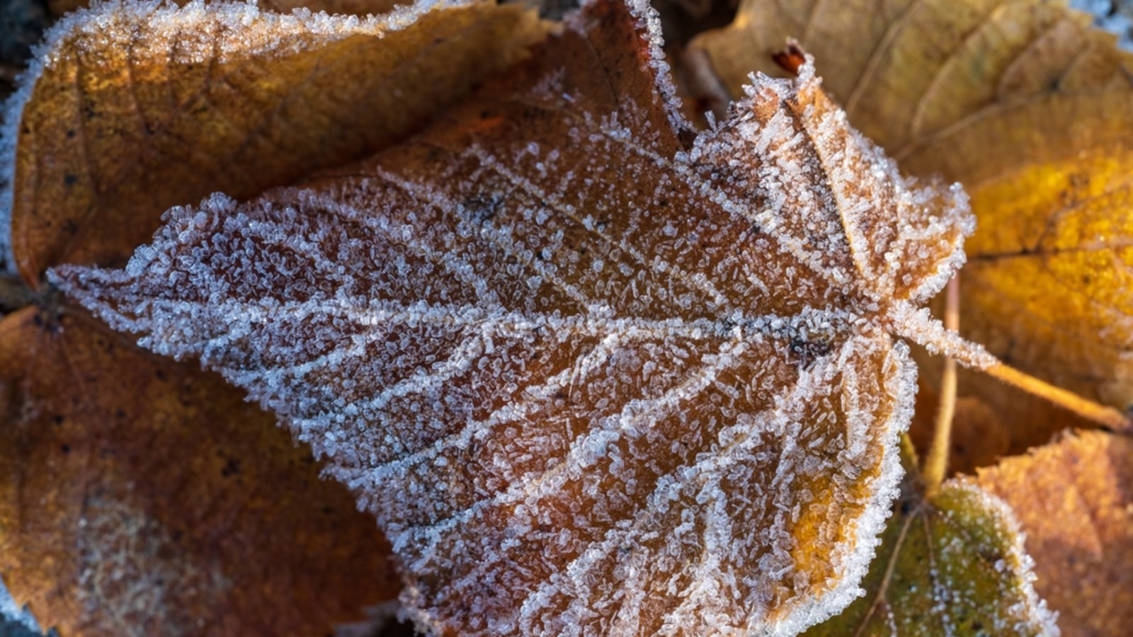 Auf milde Tage folgen frostige Nächte.Foto: Alexander_fotolab / shutterstock.com Auf milde Tage folgen frostige Nächte.Foto: Alexander_fotolab / shutterstock.com