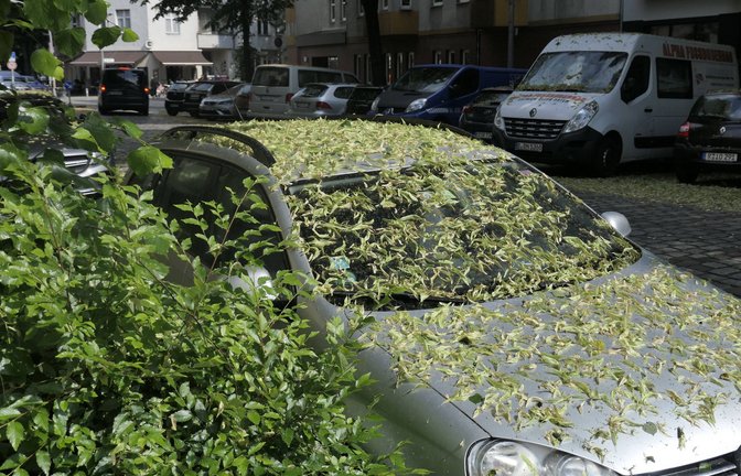 Vielerorts in Deutschland erwartet Autofahrer solch ein Bild: ein klebriger Belag, der das Auto überzieht.<span class='image-autor'>Foto: IMAGO/Jürgen Held/IMAGO/Jürgen Held</span>