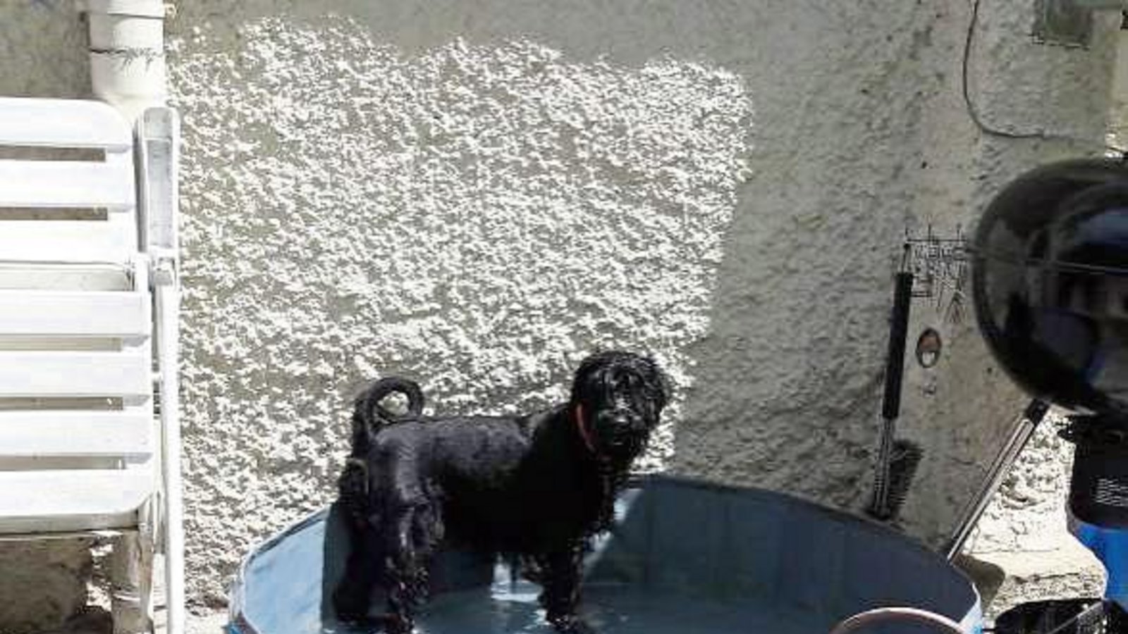 Das Hundefreibad bei Dorothee Olf in Vaihingen ist eröffnet.