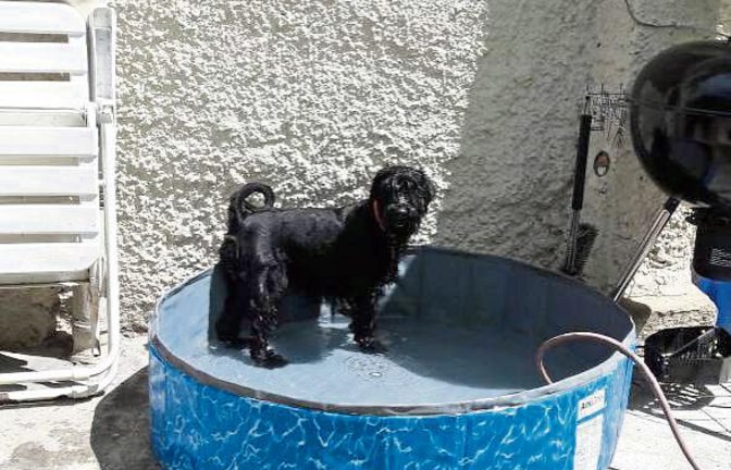 Das Hundefreibad bei Dorothee Olf in Vaihingen ist eröffnet.