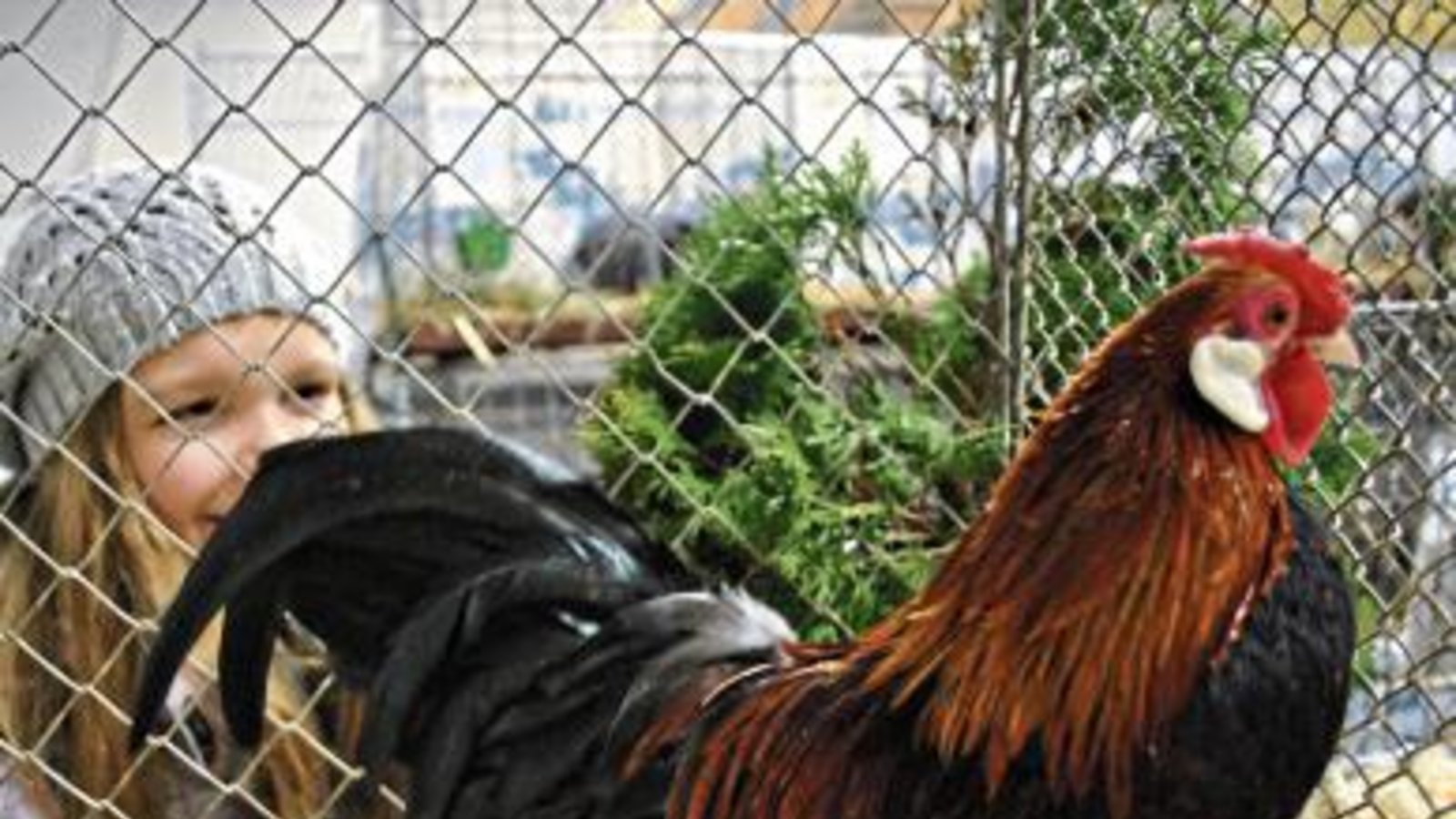 Geflügelschauen gefallen auch den Kleinen. Wegen der Vogelgrippe musste die Kreisschau 2016 abgesagt werden. Foto: Stahlfeld Geflügelschauen gefallen auch den Kleinen. Wegen der Vogelgrippe musste die Kreisschau 2016 abgesagt werden. Foto: Stahlfeld