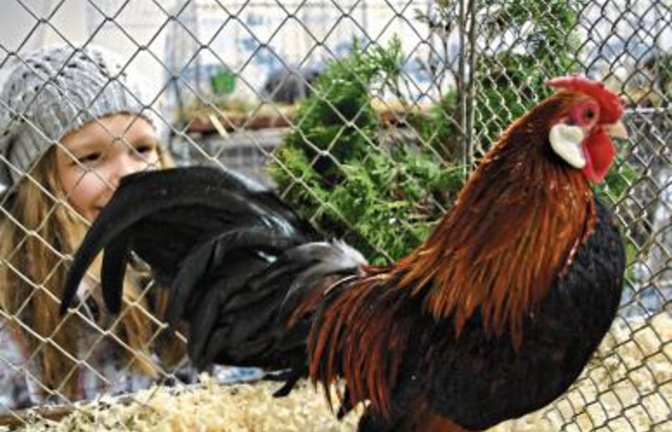 Geflügelschauen gefallen auch den Kleinen. Wegen der Vogelgrippe musste die Kreisschau 2016 abgesagt werden. Foto: Stahlfeld