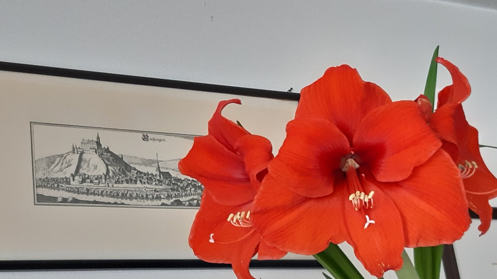 Über eine spät blühende Amaryllis freut sich Gudrun Kraft-von Hausen, im Hintergrund ein Merianstich von Vaihingen, schreibt die Horrheimerin.