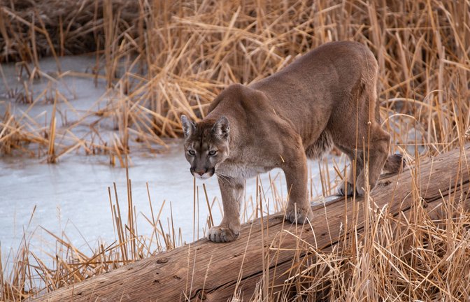 Ein Puma soll eine Frau in Colorado angegriffen und tödlich verletzt haben. (Symbolbild)<span class='image-autor'>Foto: IMAGO/Dreamstime</span>