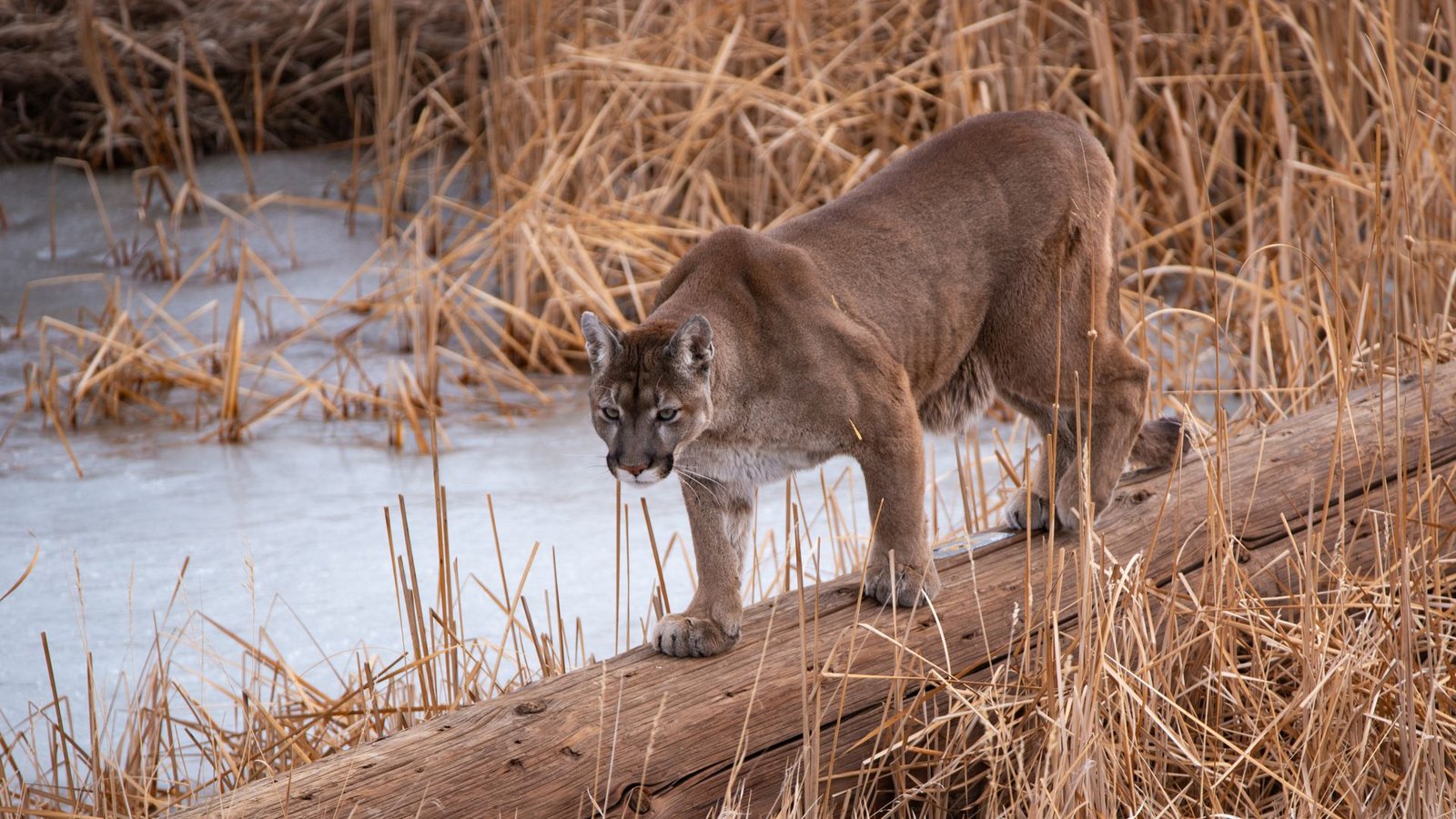 Ein Puma soll eine Frau in Colorado angegriffen und tödlich verletzt haben. (Symbolbild)Foto: IMAGO/Dreamstime Ein Puma soll eine Frau in Colorado angegriffen und tödlich verletzt haben. (Symbolbild)Foto: IMAGO/Dreamstime