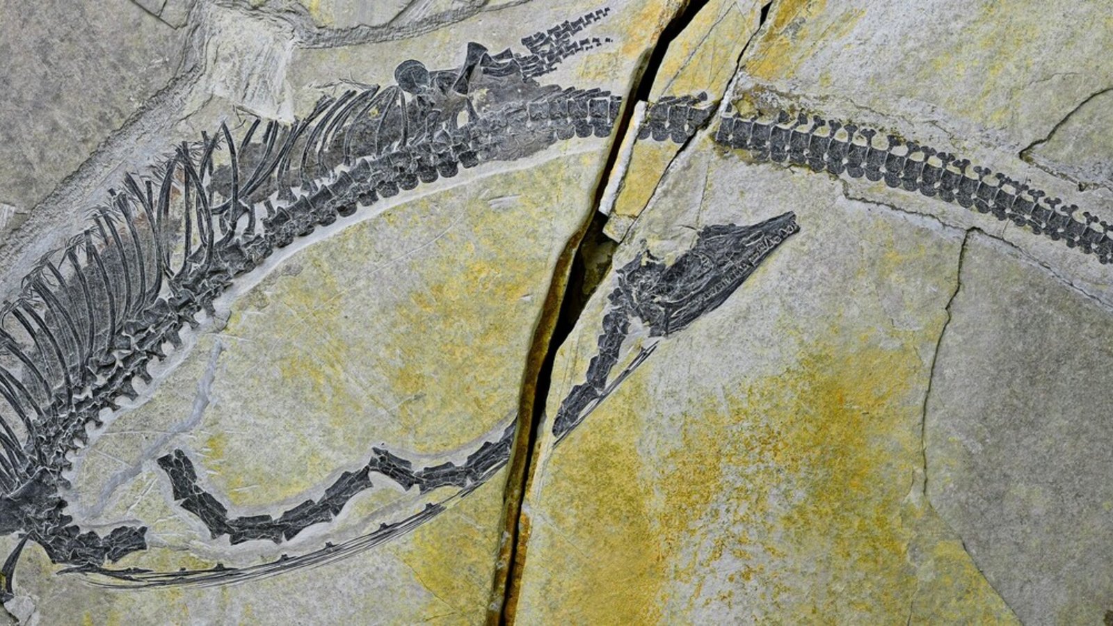 Das Fossil des Austronaga minuta, welches sich in Peking befindet.Foto: Wei Wang Das Fossil des Austronaga minuta, welches sich in Peking befindet.Foto: Wei Wang