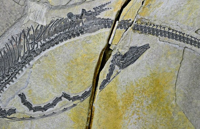 Das Fossil des Austronaga minuta, welches sich in Peking befindet.<span class='image-autor'>Foto: Wei Wang</span>