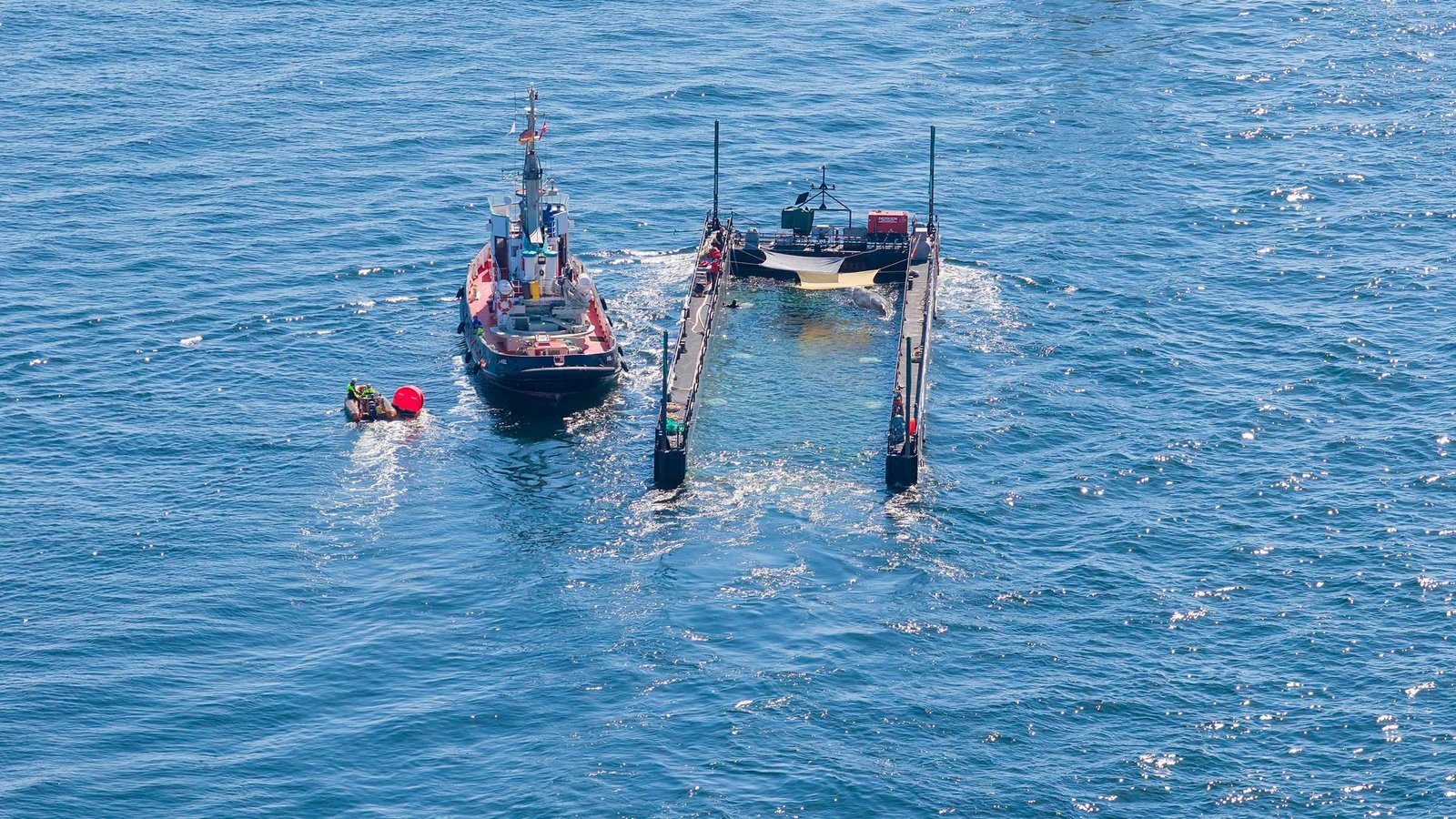 Dem Umweltministerium von Mecklenburg-Vorpommern liegen noch immer keine Daten zum Verbleib des freigesetzten Buckelwals vor. (Archivbild)Foto: News5 / Sebastian Peters/NEWS5/dpa