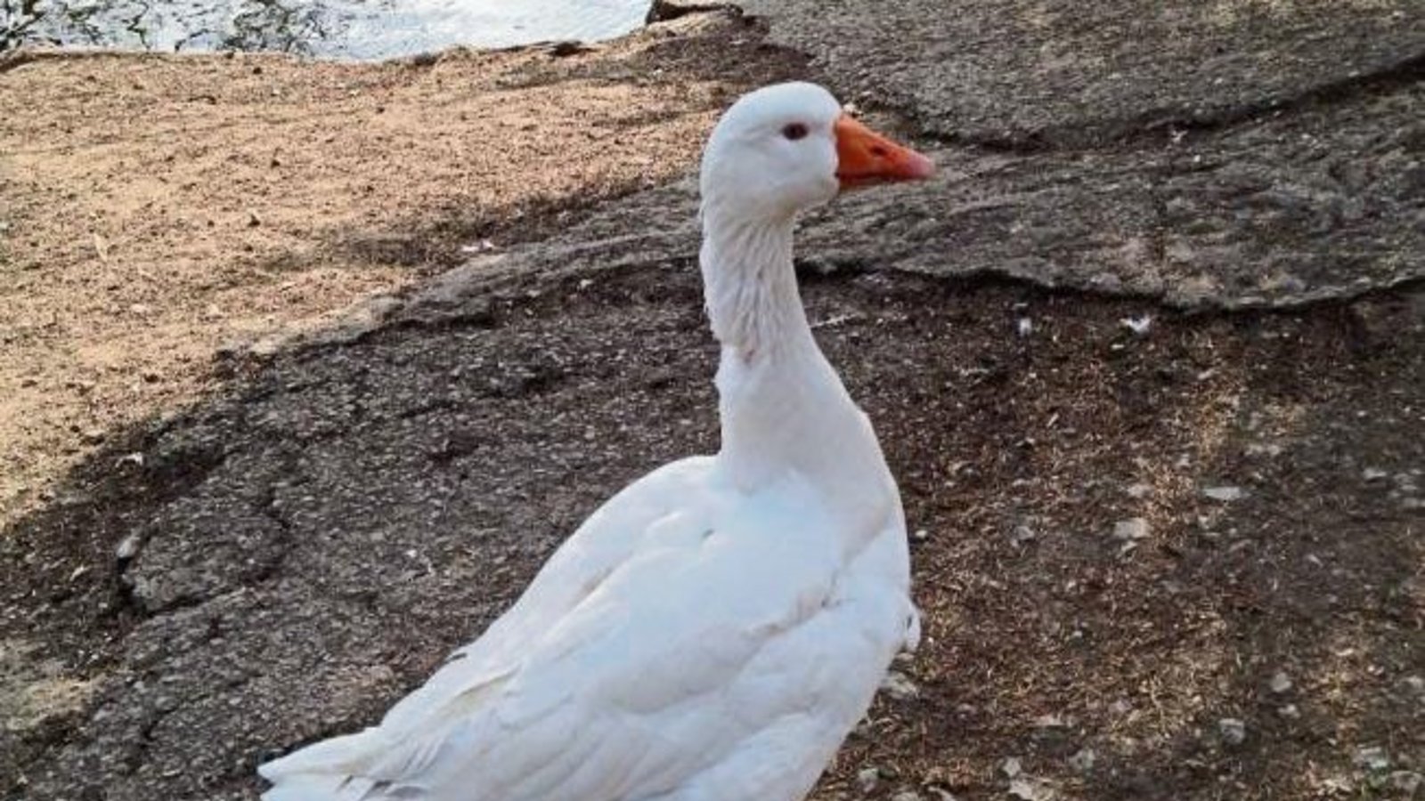 Gänsespaziergang an der Enz – festgehalten von Friedbert Rößler aus Vaihingen.