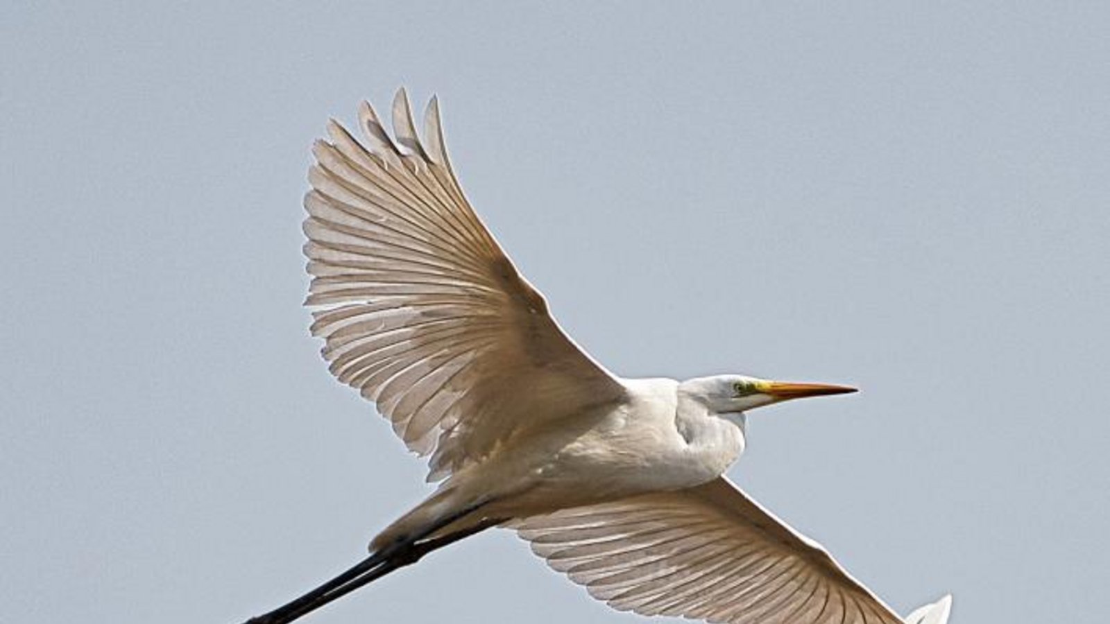 Der Silberreiher vom Unteren See zwischen Horrheim und Sersheim zeige für ihn die unbeschreibliche Schönheit der Natur und assoziiere ein Gefühl der Freiheit, schreibt Werner Frey aus Ensingen zu seinem Foto. Der Silberreiher vom Unteren See zwischen Horrheim und Sersheim zeige für ihn die unbeschreibliche Schönheit der Natur und assoziiere ein Gefühl der Freiheit, schreibt Werner Frey aus Ensingen zu seinem Foto.