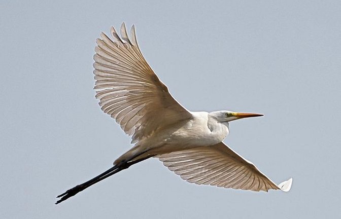 Der Silberreiher vom Unteren See zwischen Horrheim und Sersheim zeige für ihn die unbeschreibliche Schönheit der Natur und assoziiere ein Gefühl der Freiheit, schreibt Werner Frey aus Ensingen zu seinem Foto.